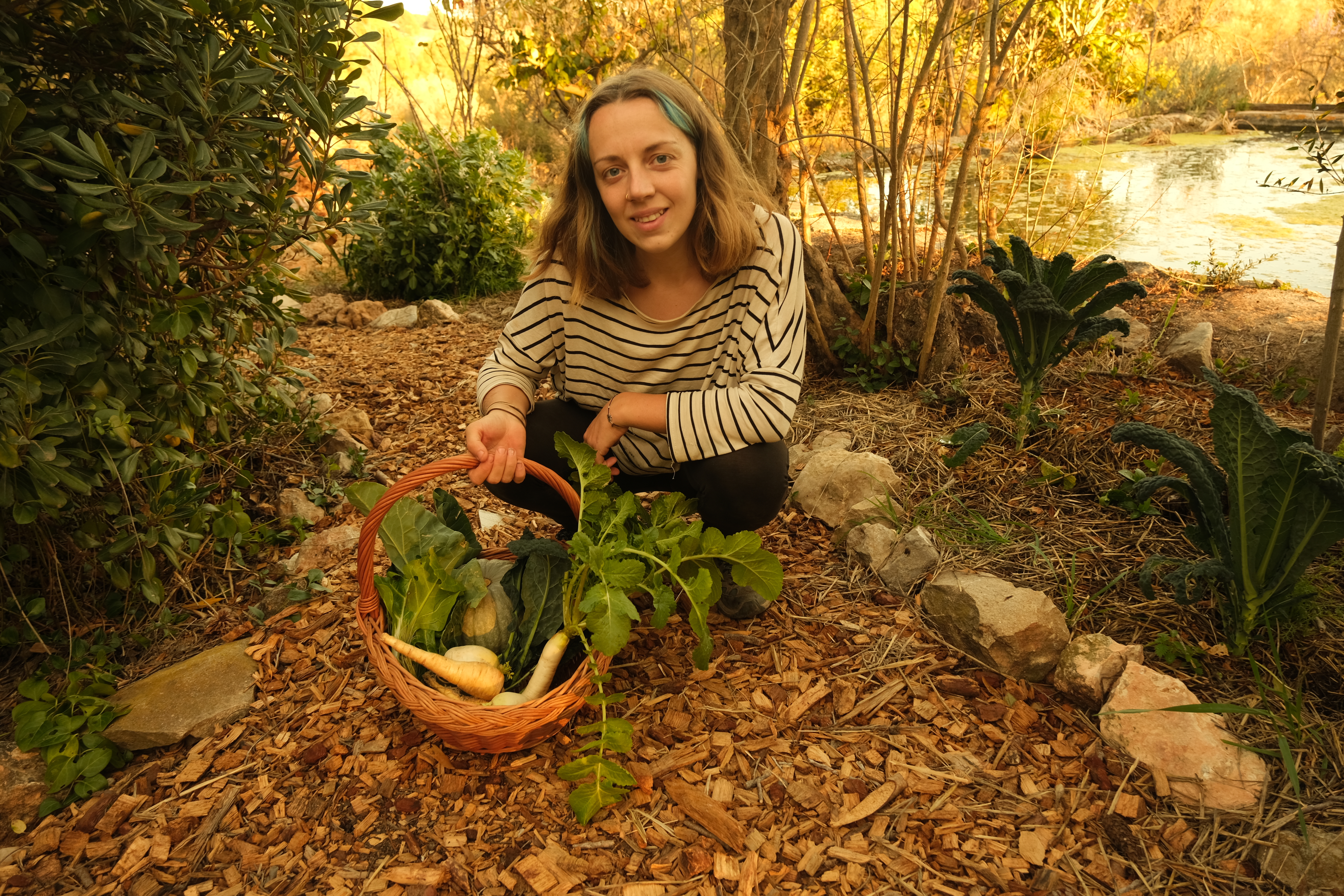 Finally we are getting baskets-full of produce from the garden. February 2022