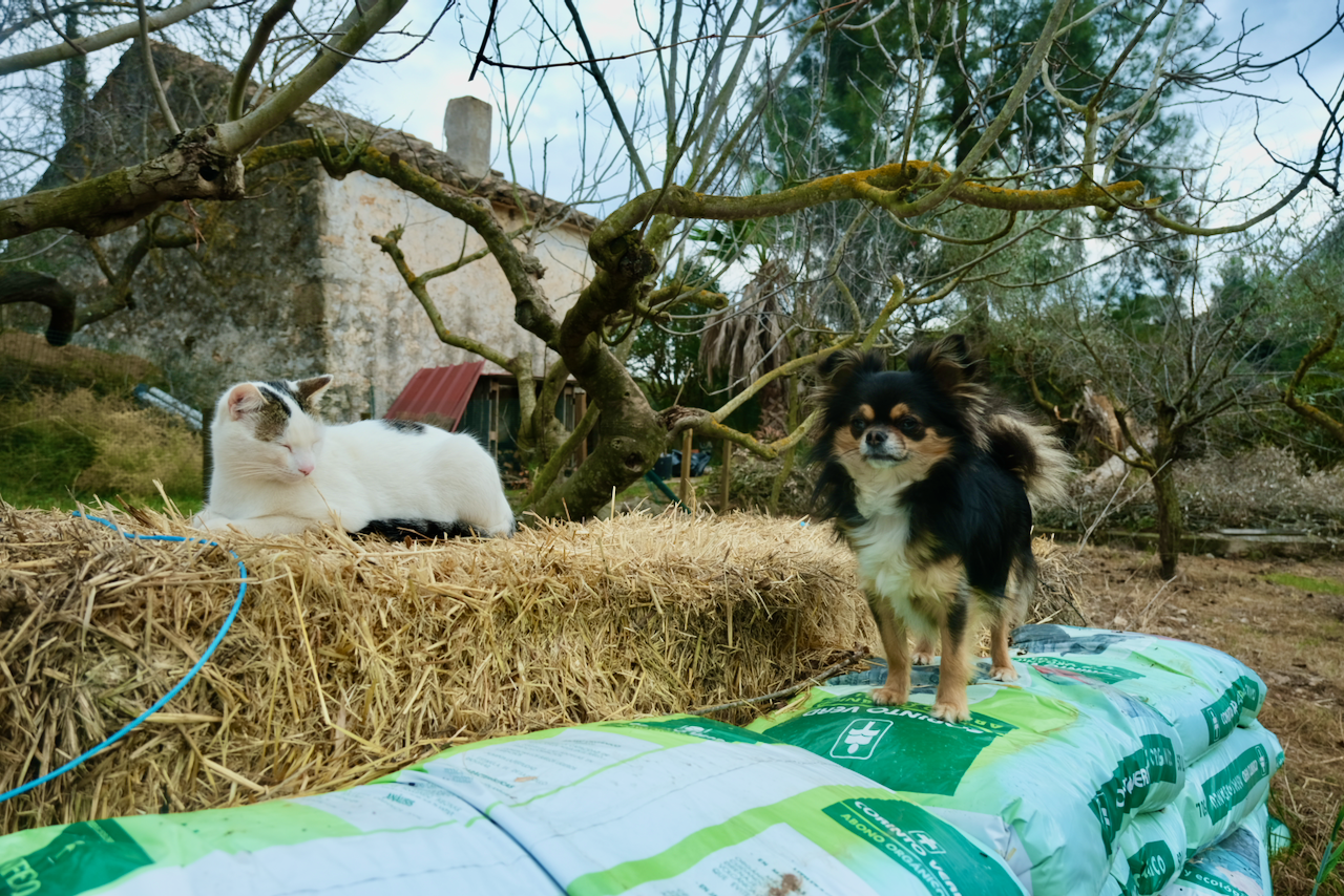 Guardians of the strawbales. January 2022